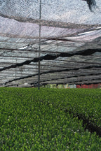 OKUMIDORI