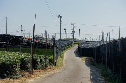 OKUMIDORI